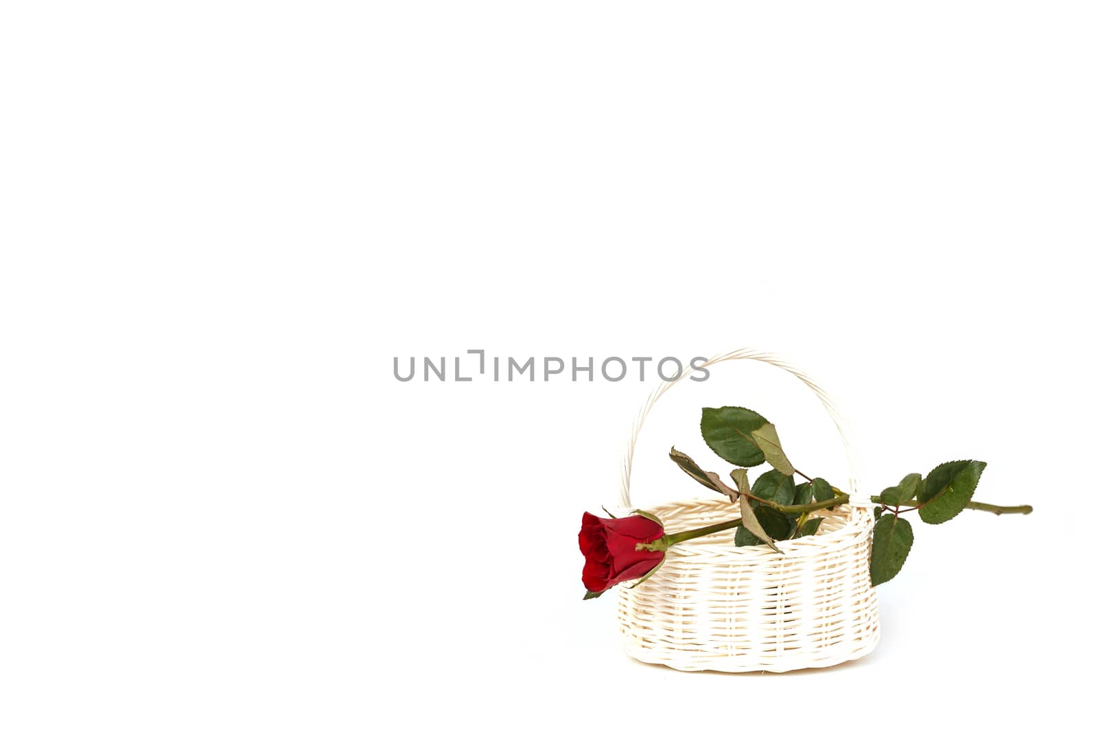 Rose Flower in wooden handmade basket isolated on white background