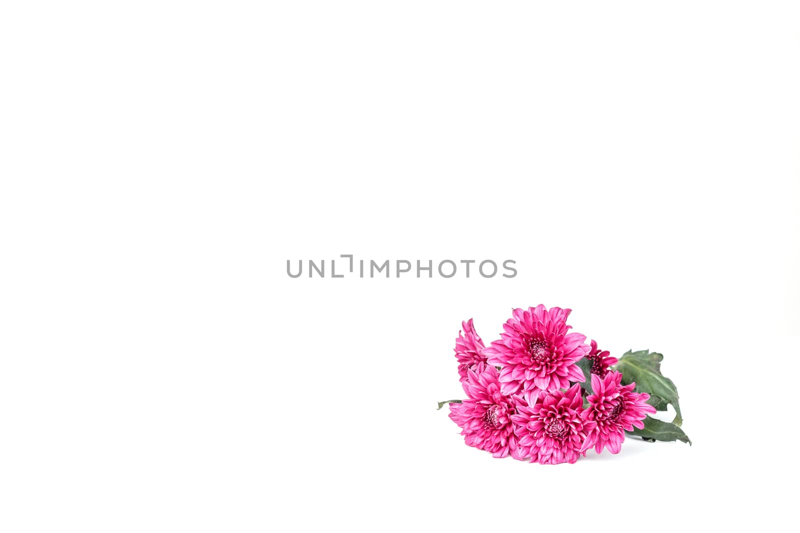 Flower isolated on white background