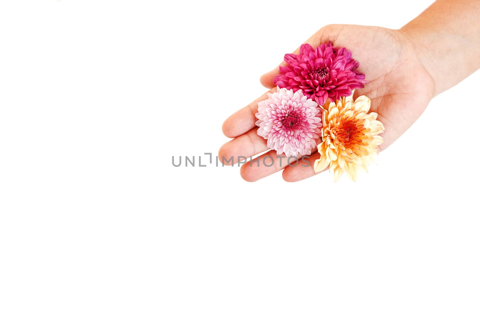 Hand holding Flower isolated on white background