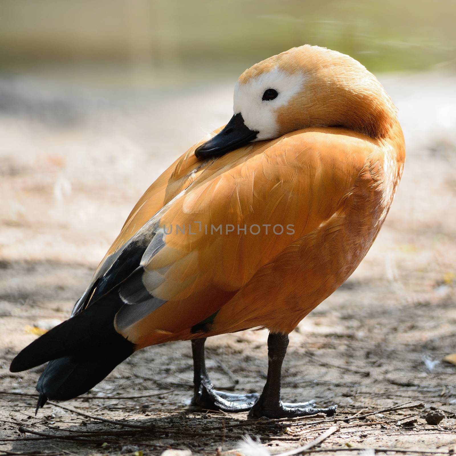 Beautiful brown duck, Ruddy Shelduck (Tadorna feruginea), side profile