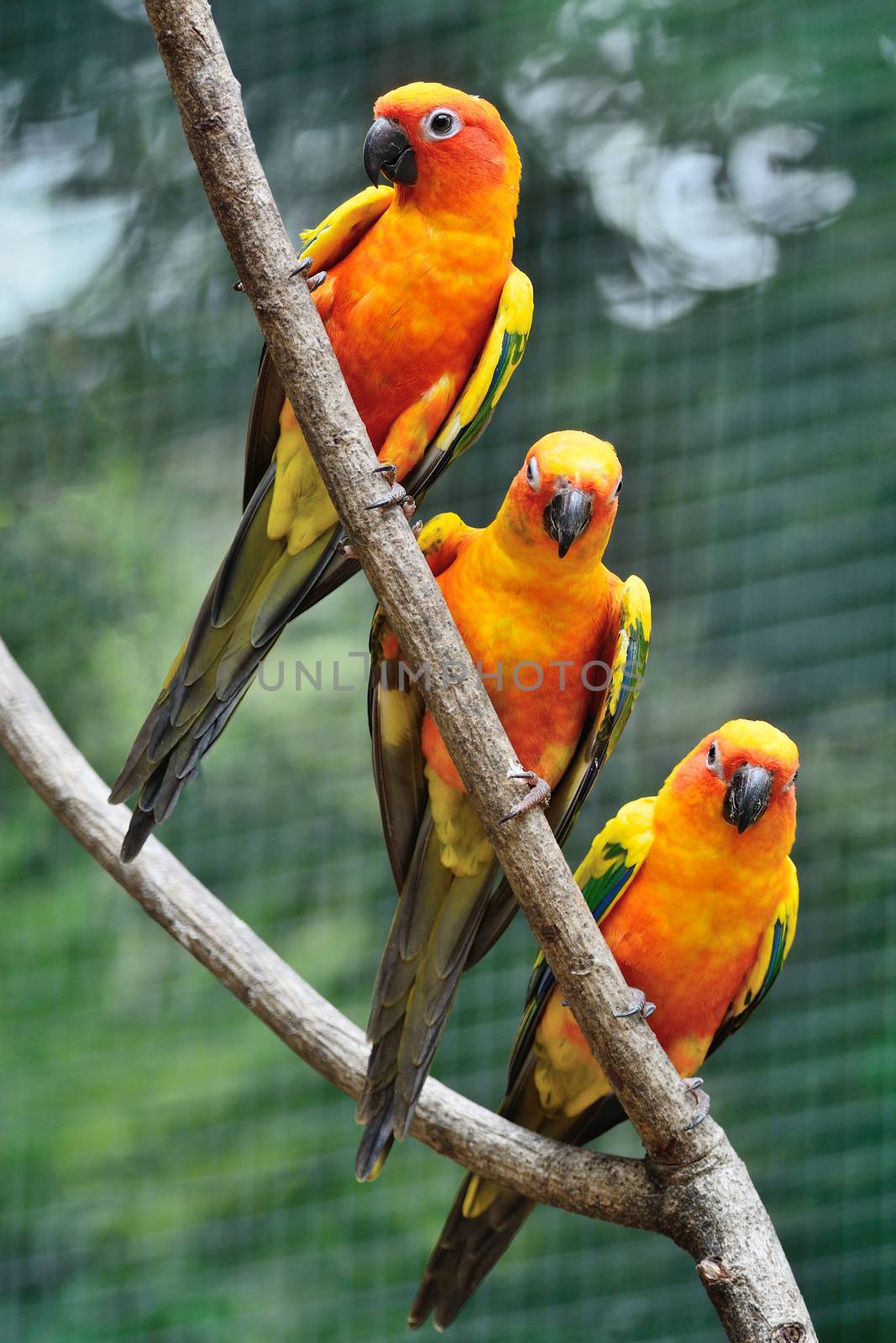 Colorful parrot bird, Sun Conure (Aratinga solstitialis), standing on a branch