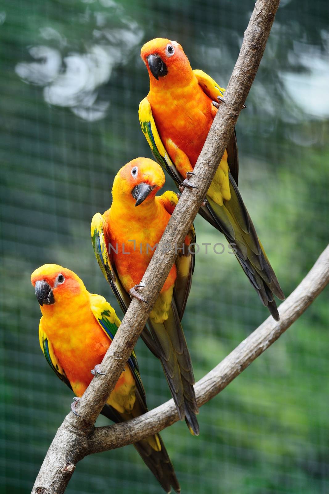 Colorful parrot bird, Sun Conure (Aratinga solstitialis), standing on a branch