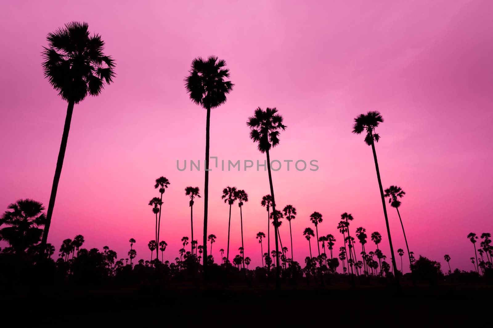 Silhouetted landscape of coconut tree during sunset