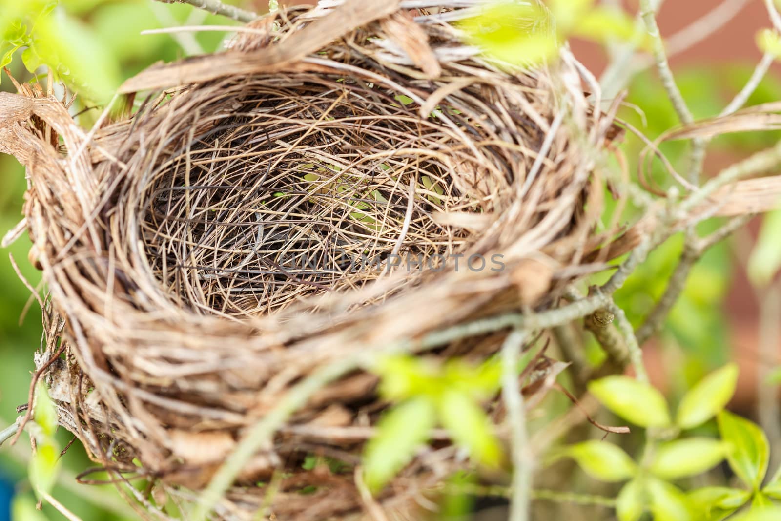 Empty bird nest on tree