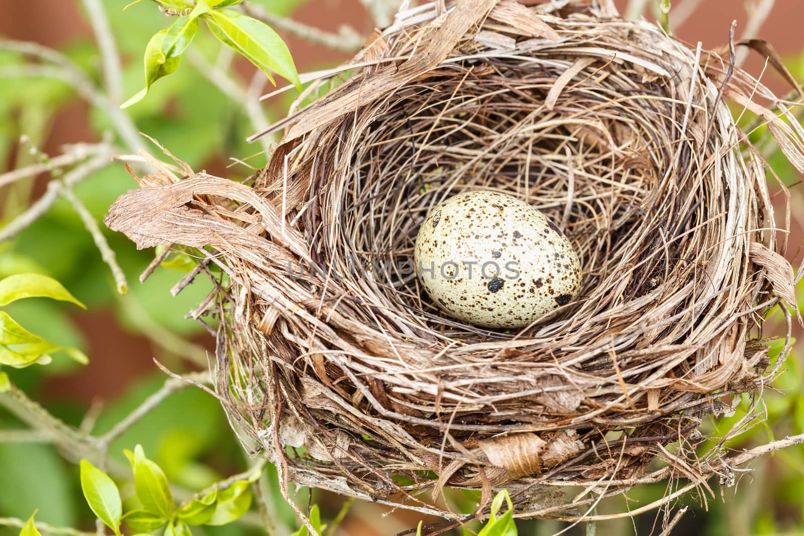Quail eggs in the nest