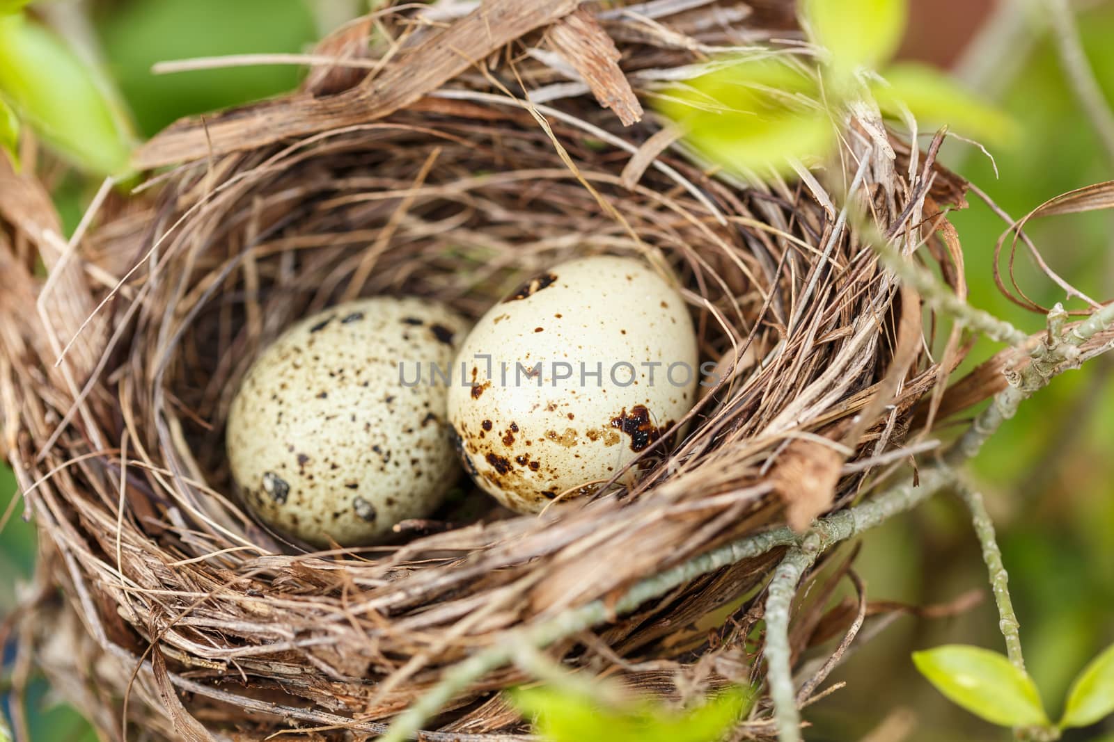 Quail eggs in the nest