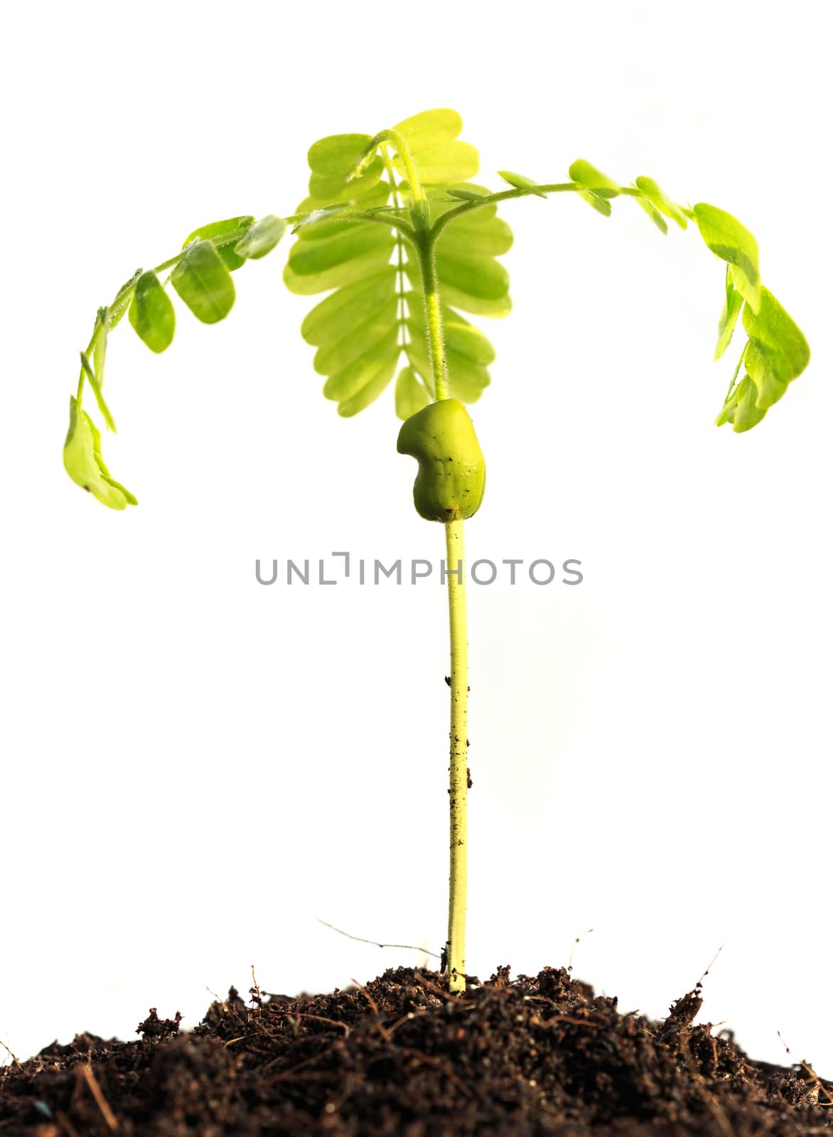 Young plant on White background
