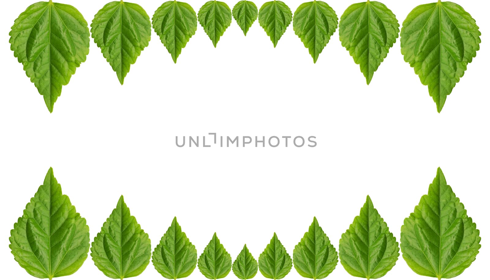 Abstract of green leaf isolated on white background
