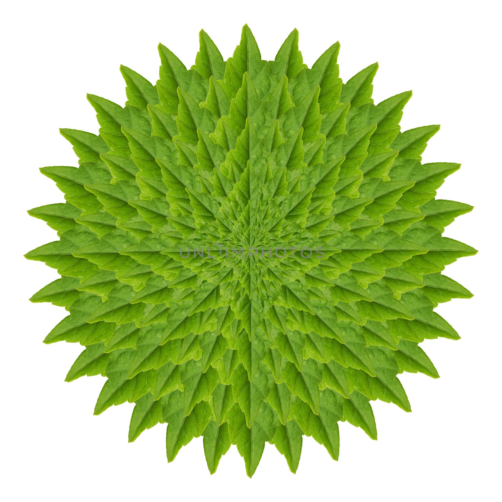 Abstract of green leaf isolated on white background