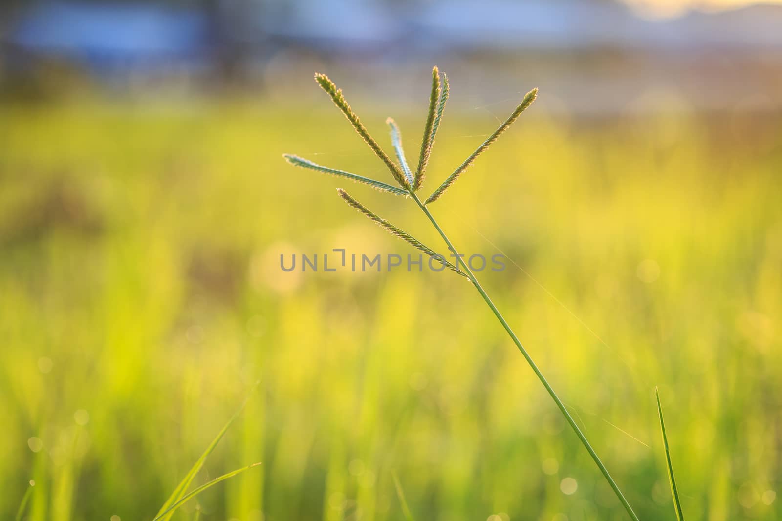 Grass flower in the morning