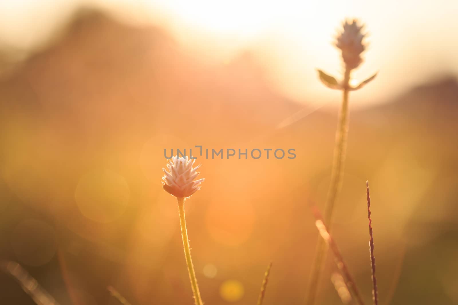 Grass flower in the morning