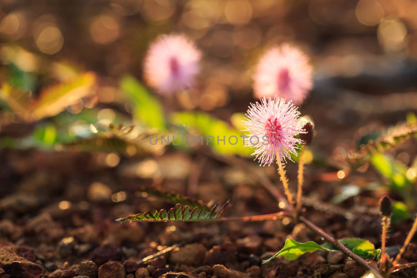 Grass flower in the morning