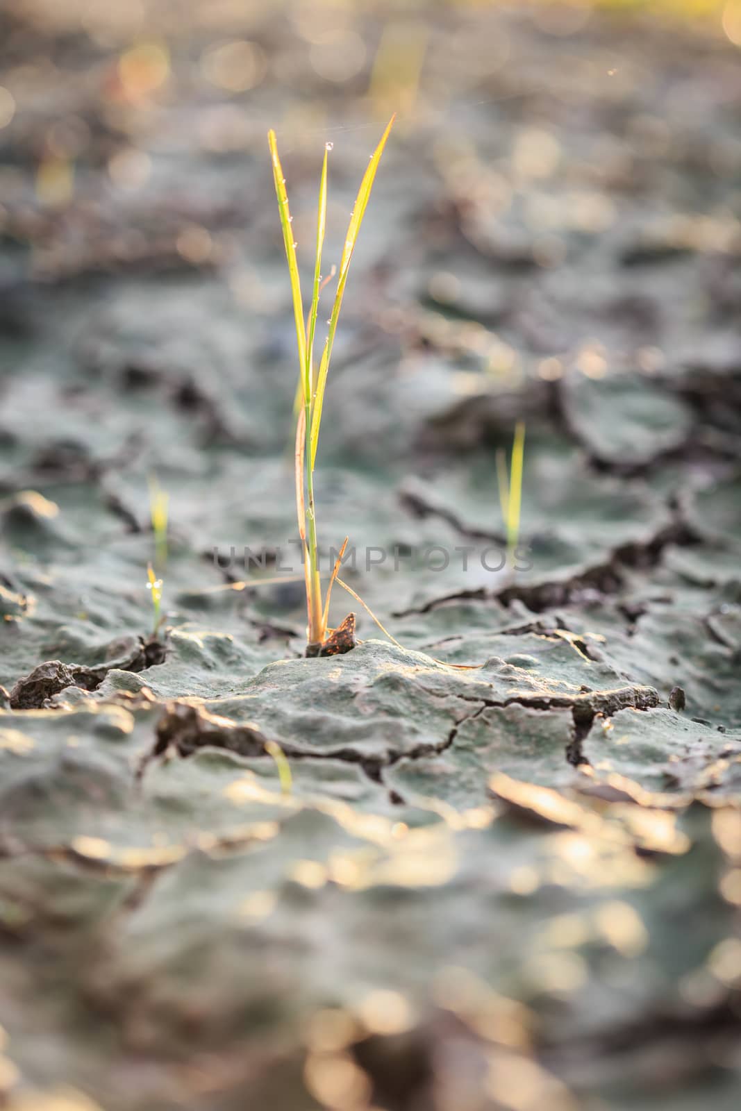 Grass on crack soil