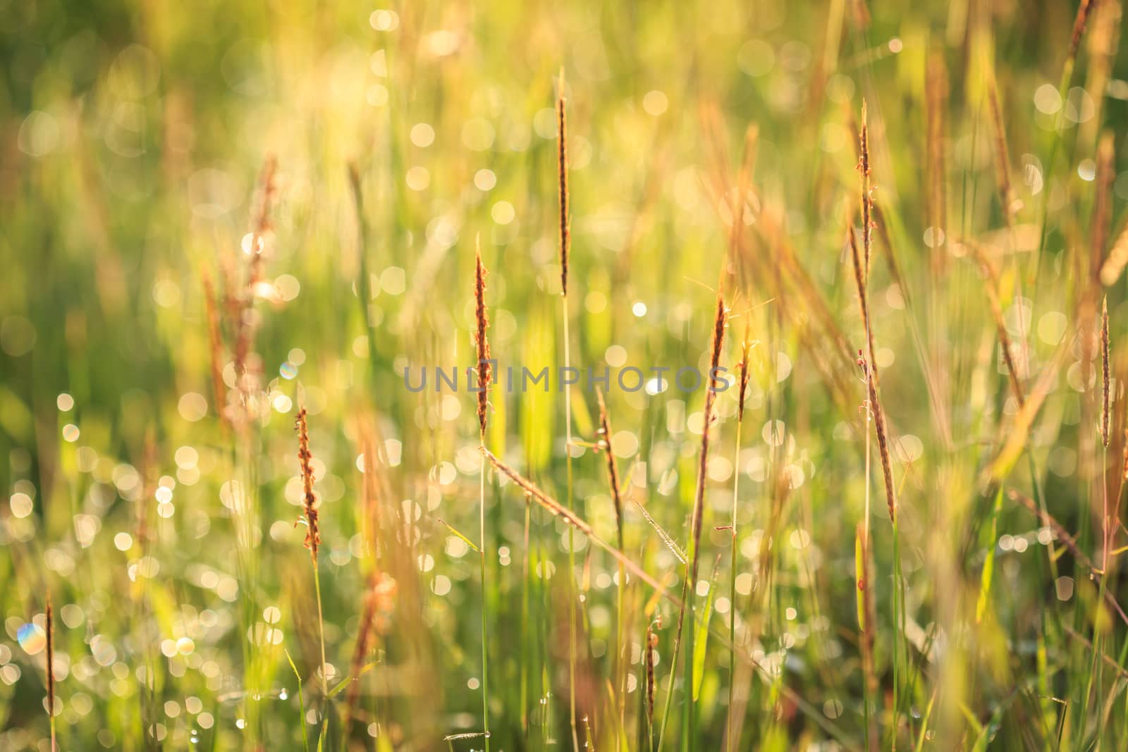 Grass flower in the morning