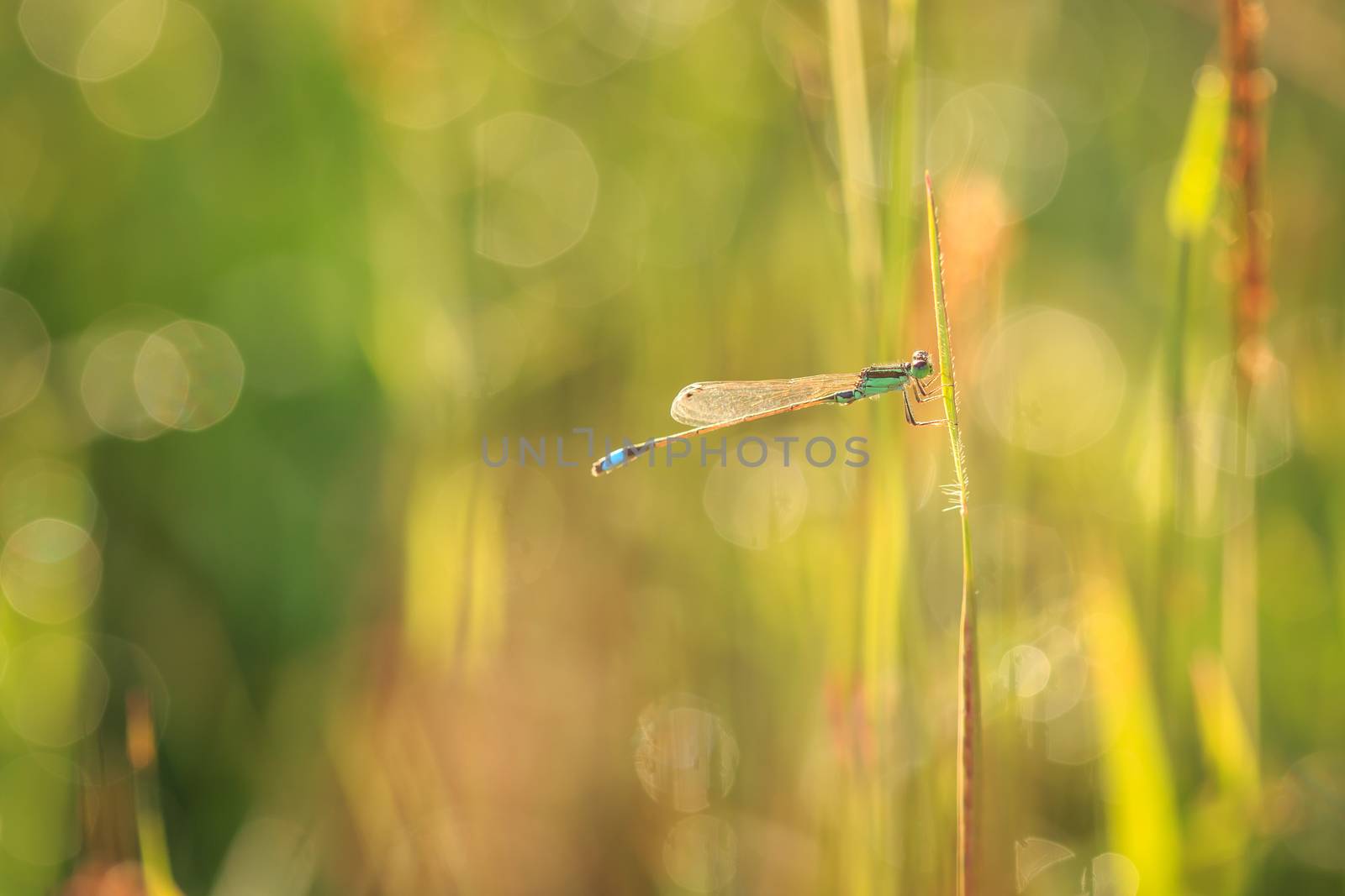 Dragonfly on plant
