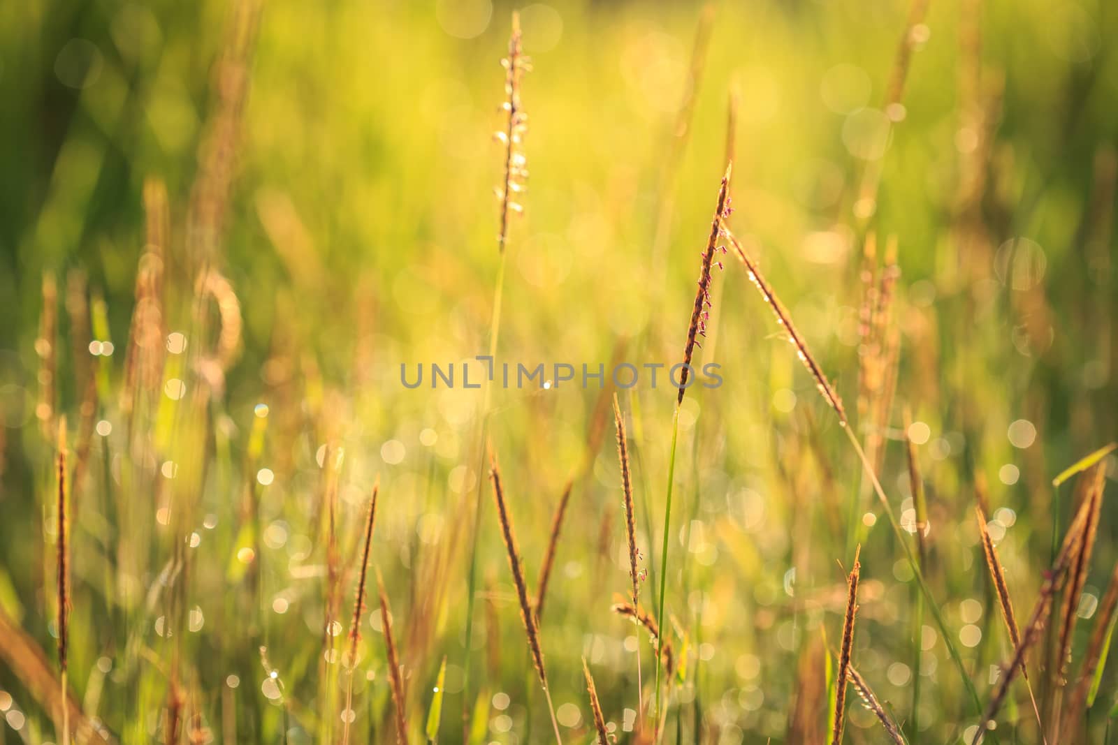 Grass flower in the morning