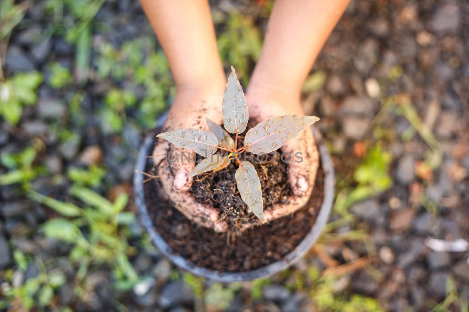 Close up Hand of children holding plant and soil