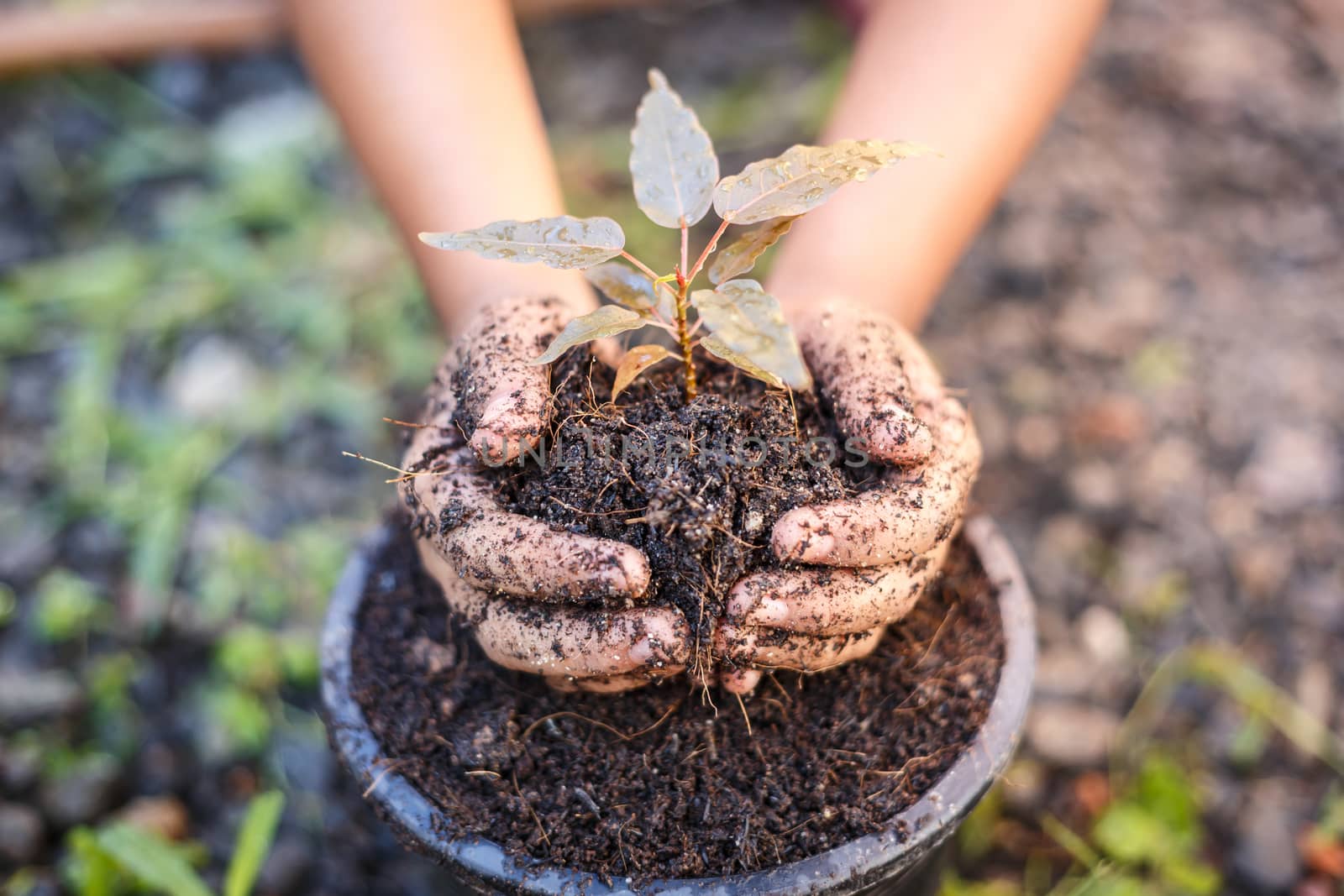 Close up Hand of children holding plant and soil