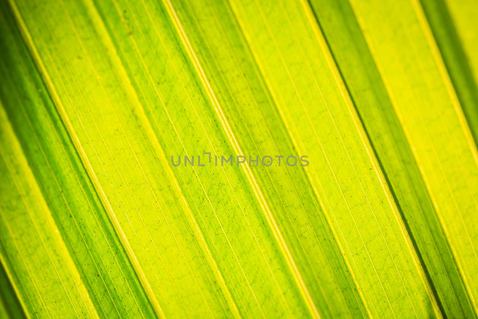 Close up tree leave tuxture for background