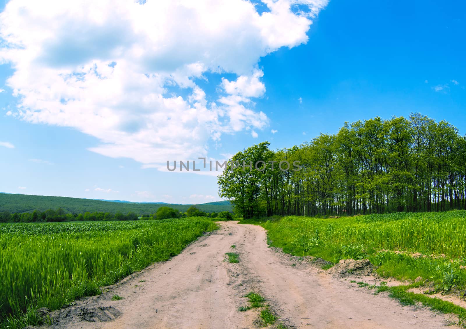 road between fields and wood in rural terrain