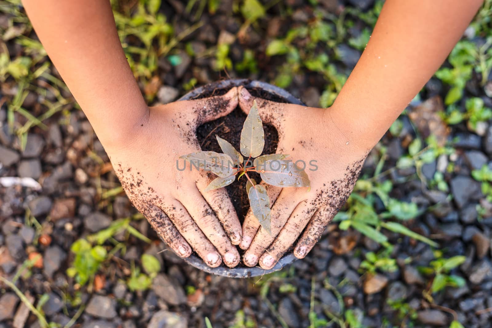 Close up Hand of children holding plant and soil