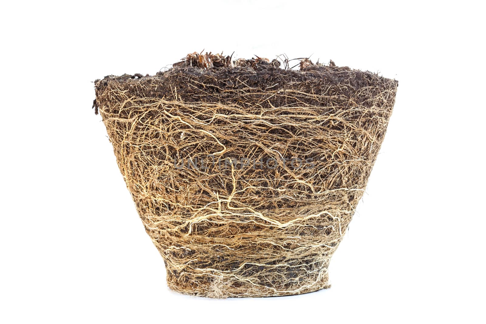 Texture of root from plant box
