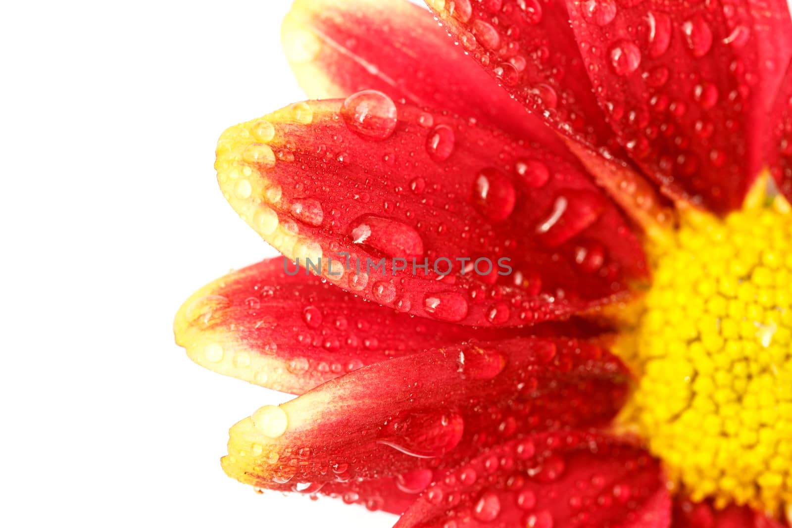 Close up flower with water drop