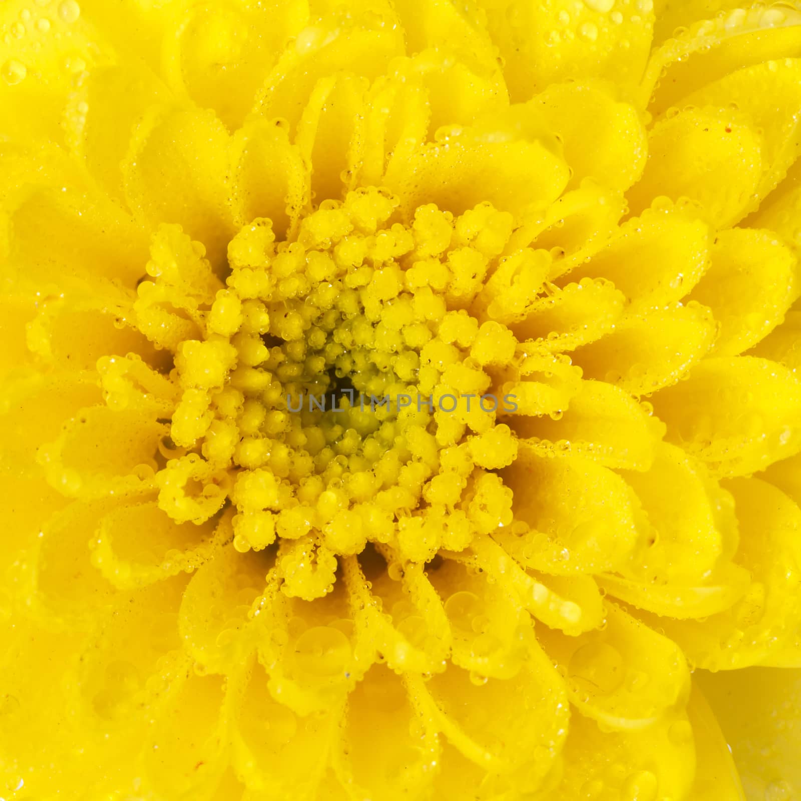 Close up flower with water drop