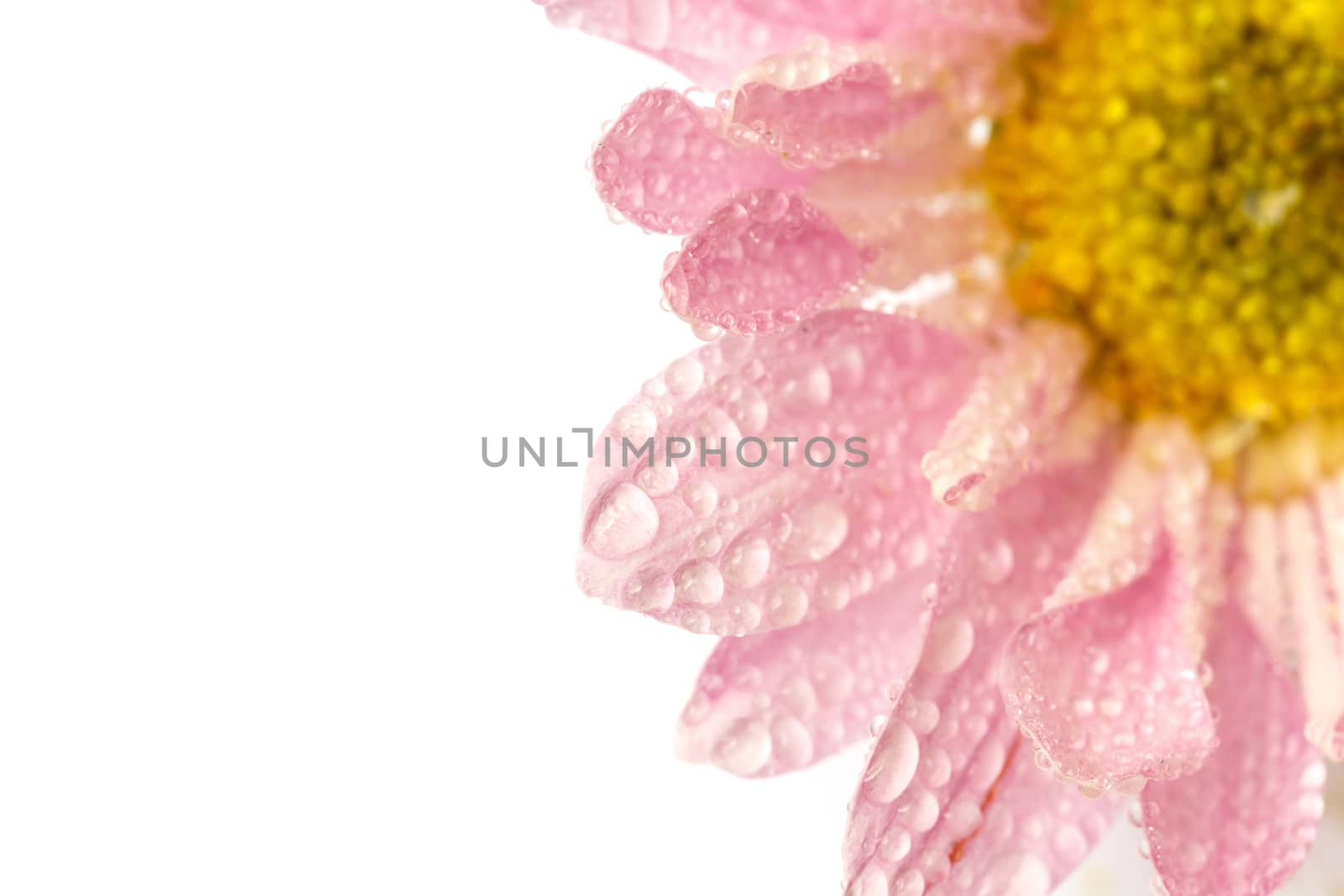 Close up flower with water drop