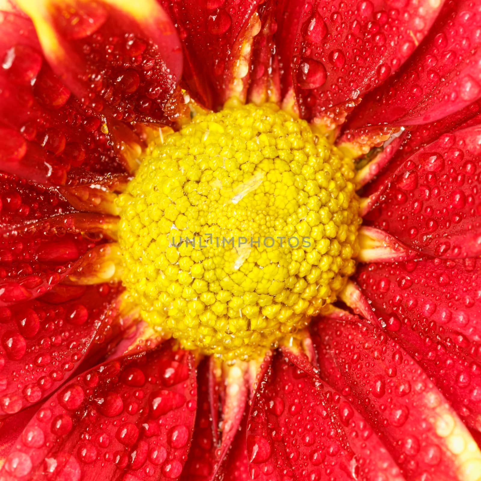 Close up flower with water drop by nanDphanuwat
