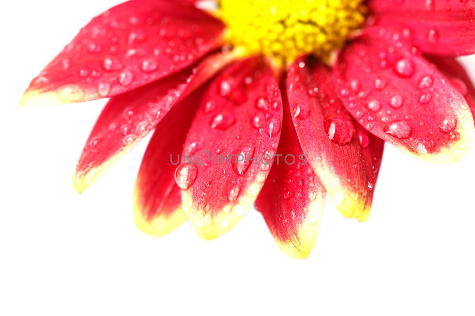 Close up flower with water drop