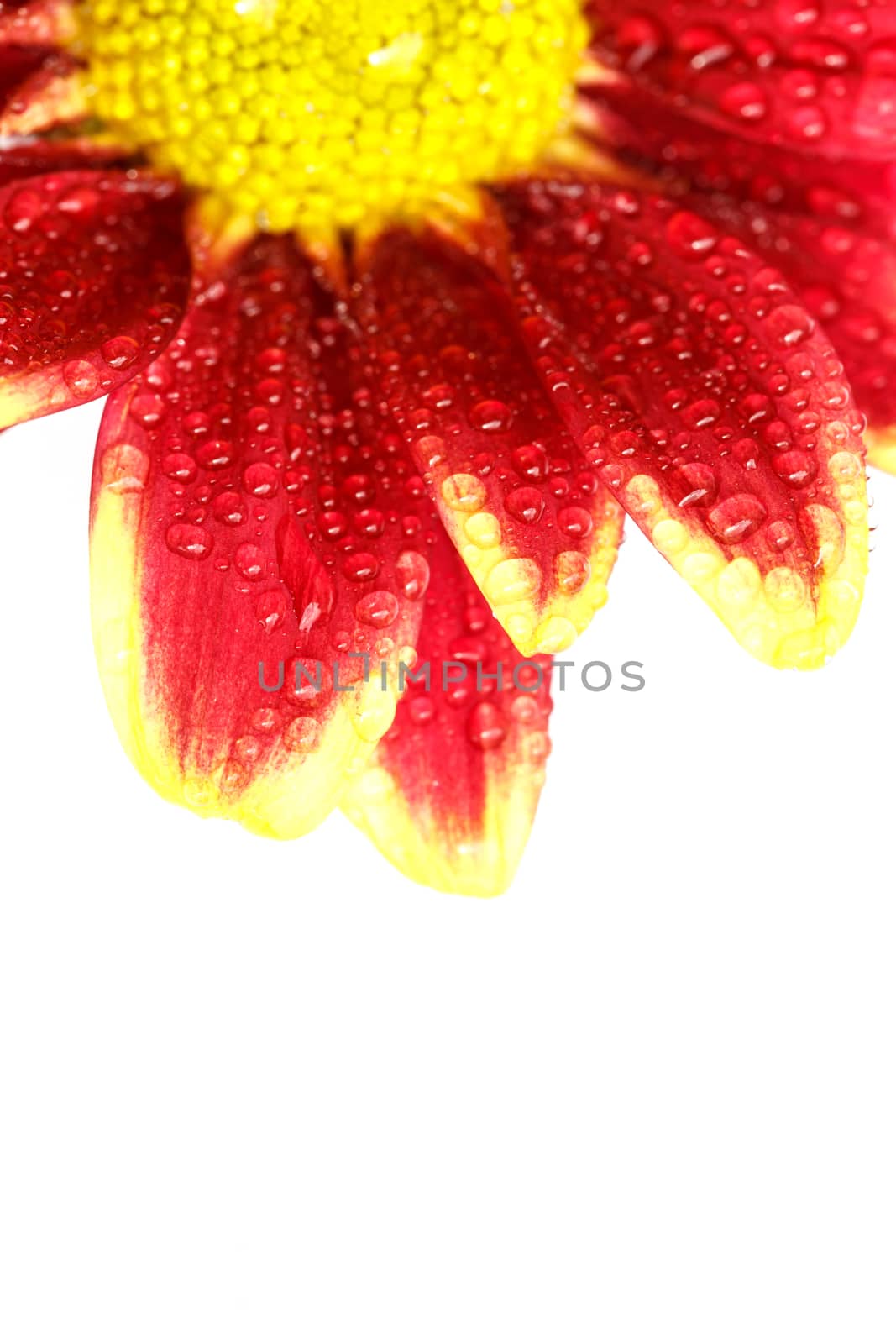 Close up flower with water drop