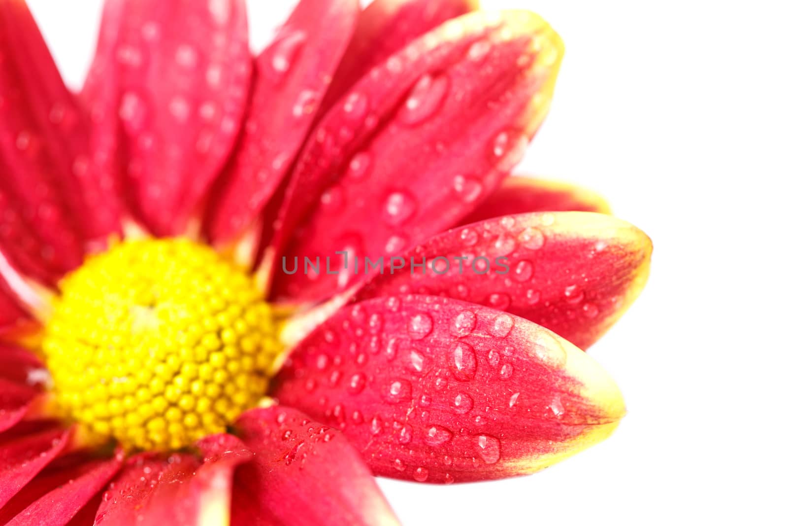 Close up flower with water drop