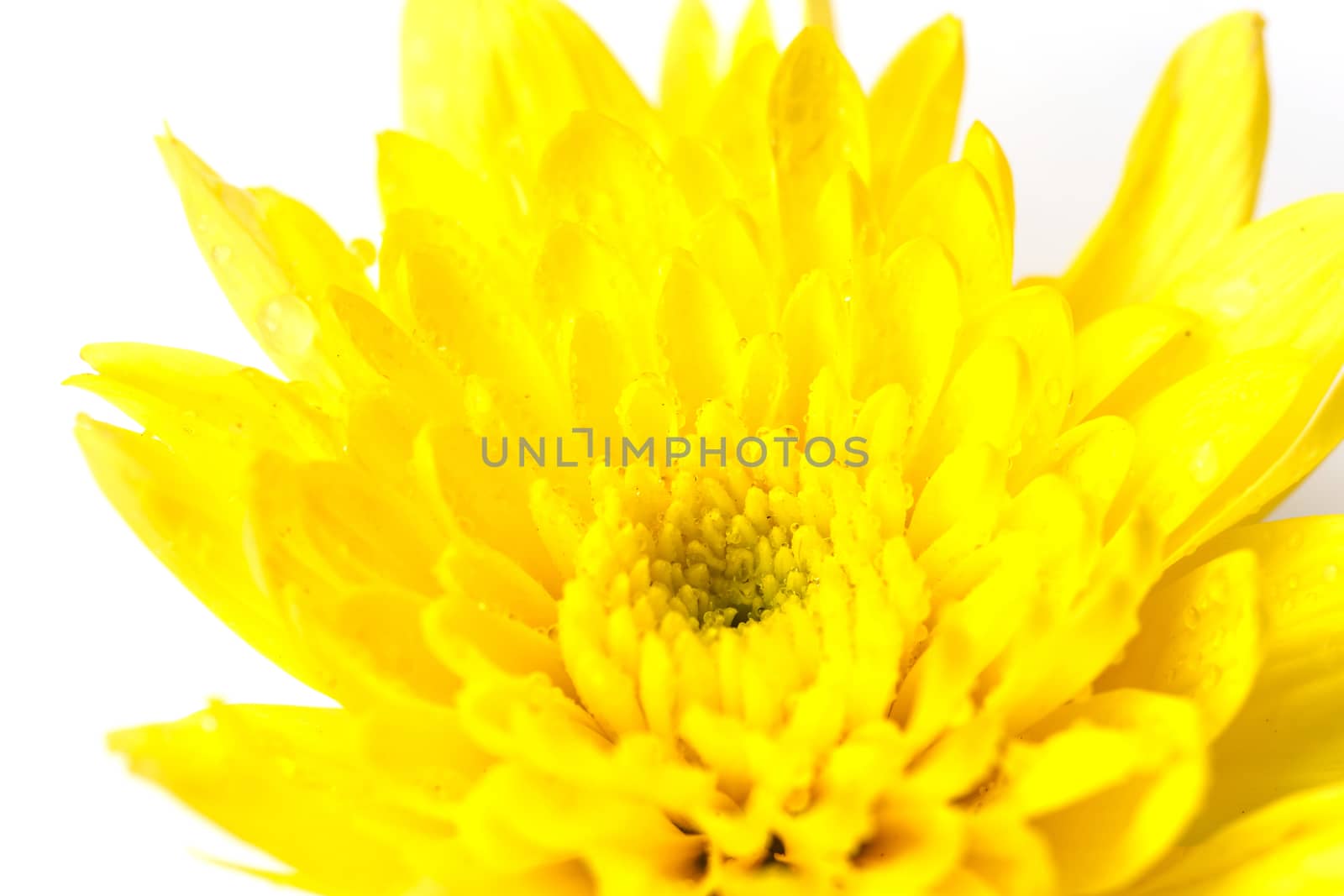 Close up flower with water drop