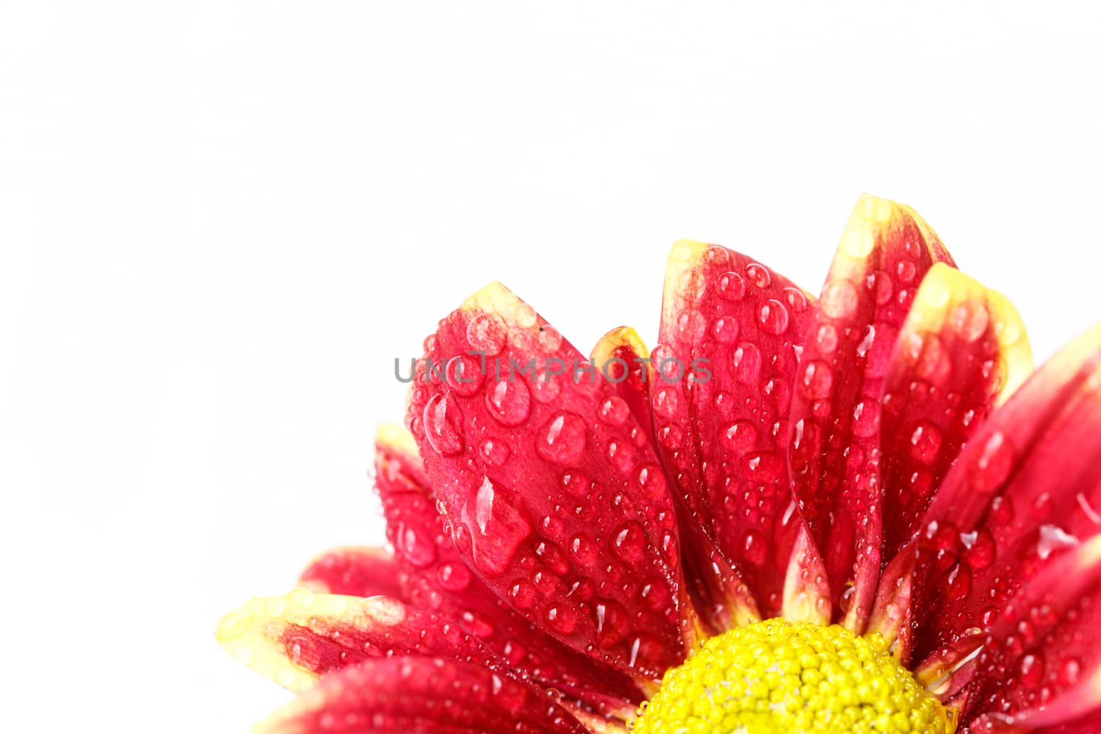 Close up flower with water drop