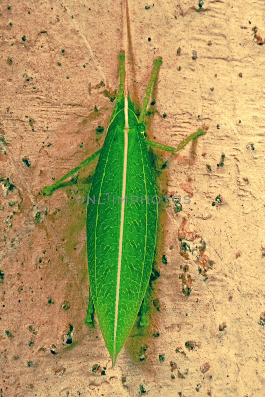 Tettigoniidae, katydids, bush cricket by yands