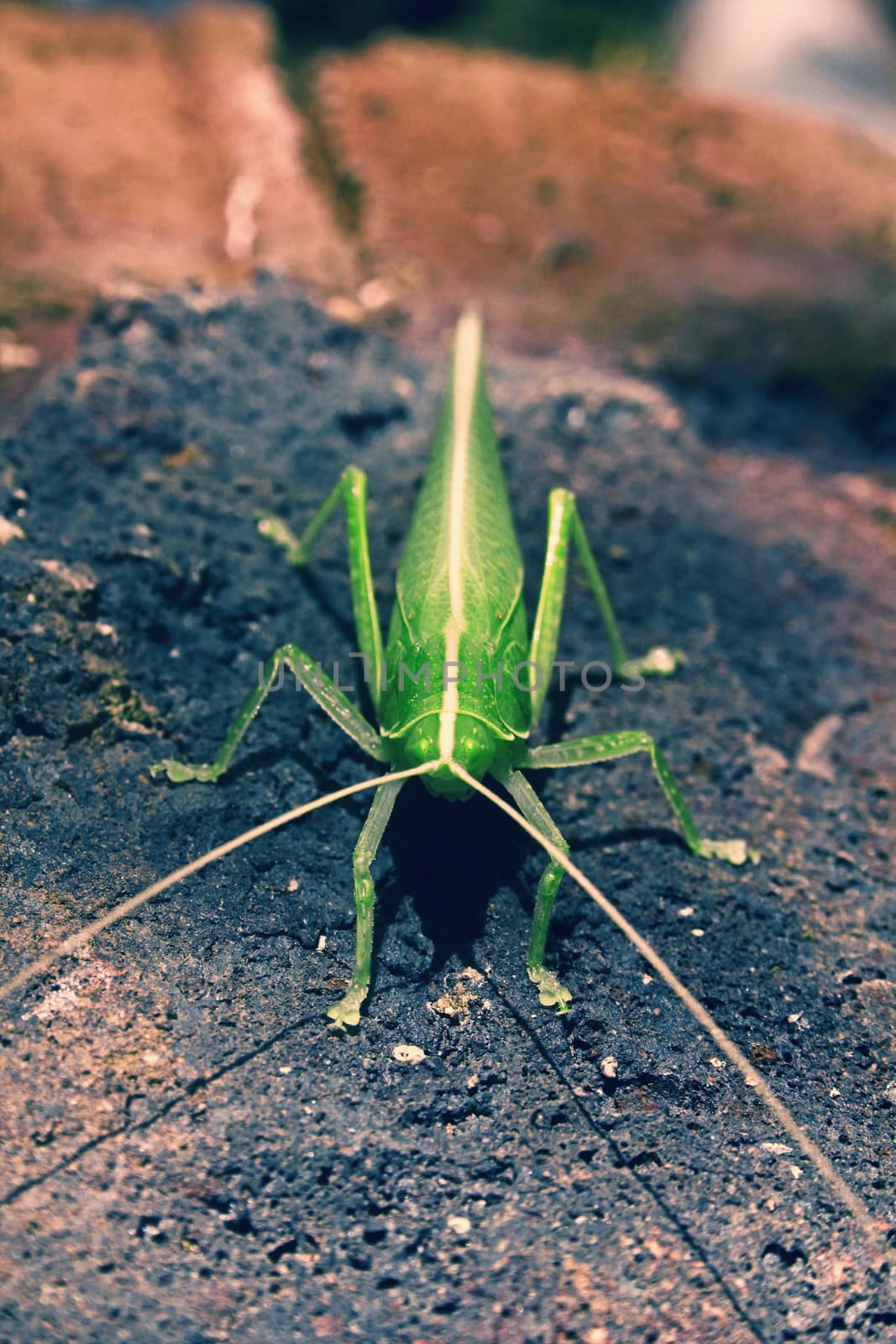 Tettigoniidae, katydids, bush cricket