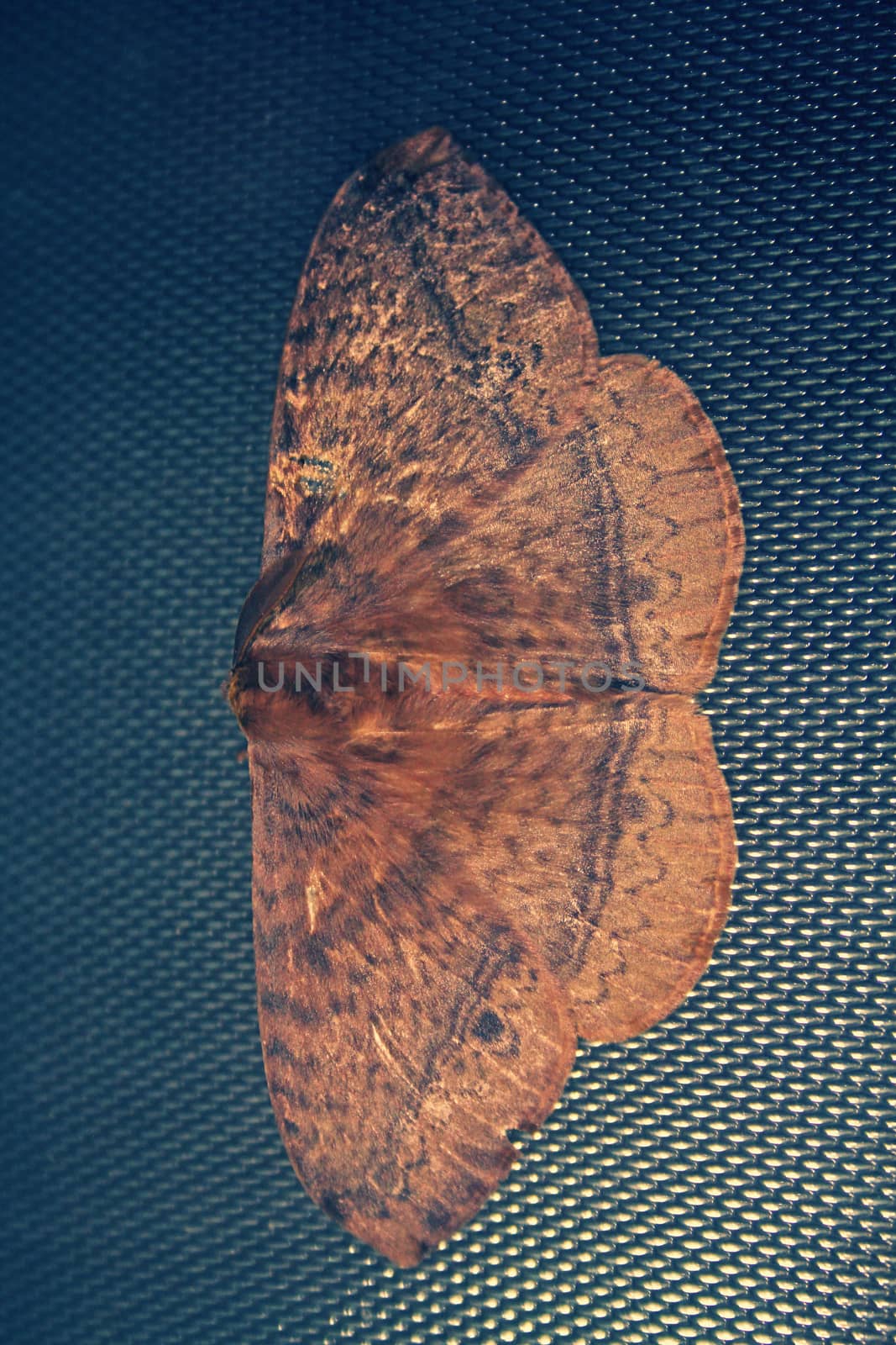 operophtera brumata moth