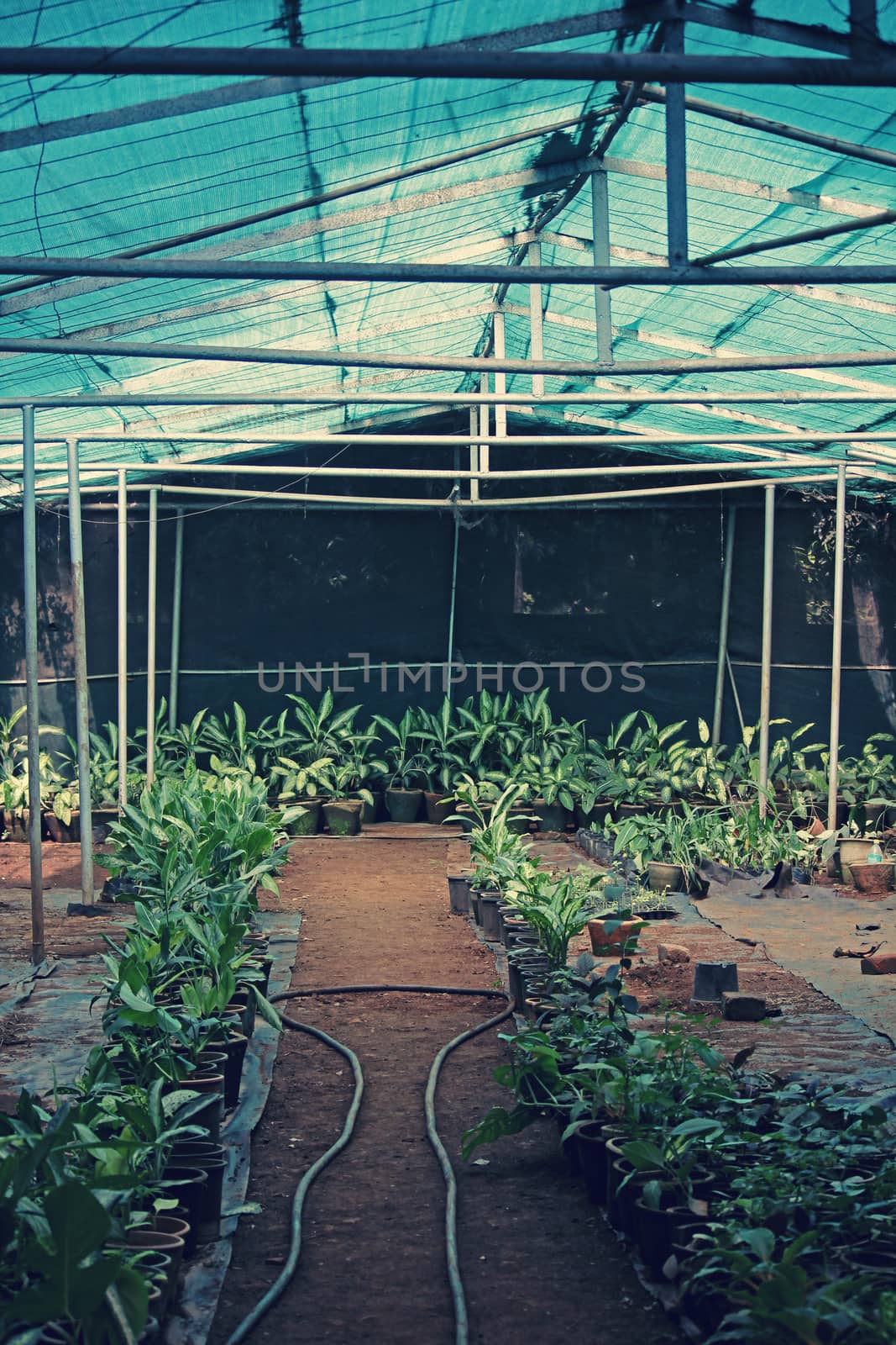 young plants in greenhouse