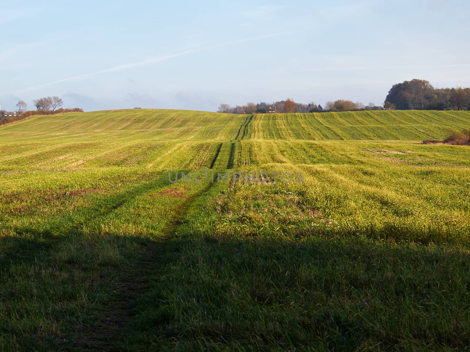 Green field pasture grazing area and blue sky