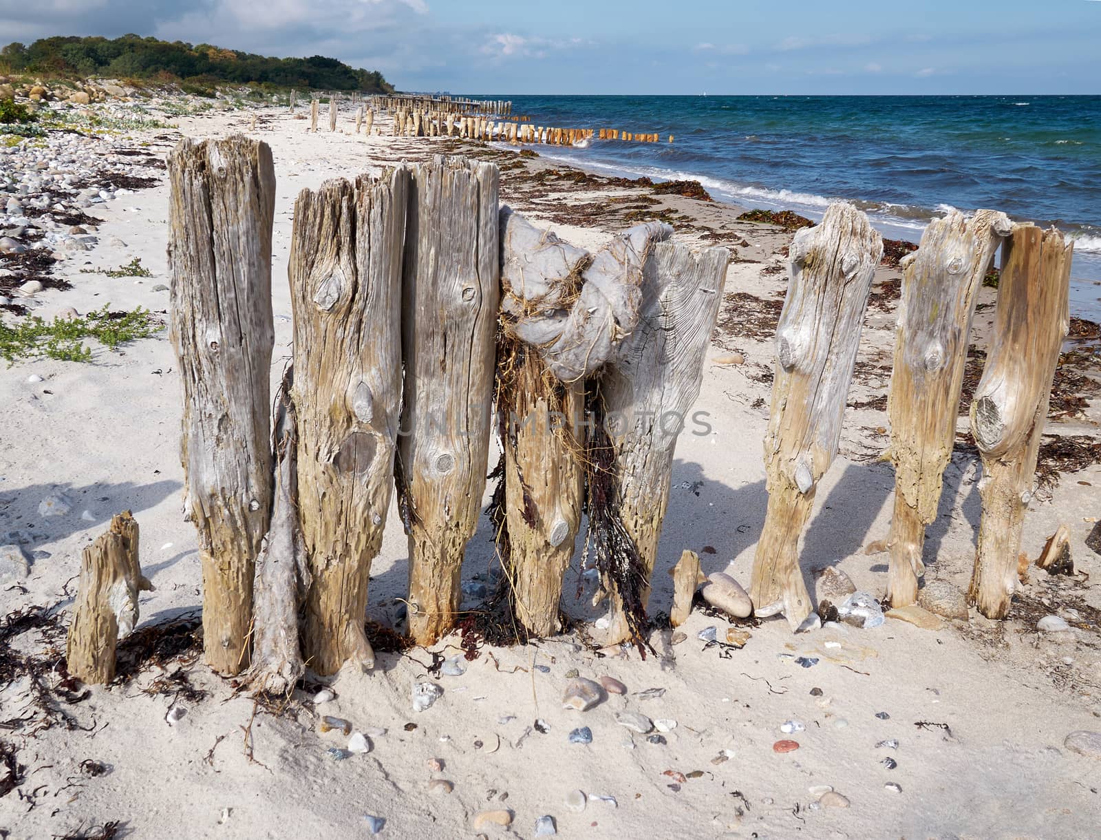 Traditional old wooden breakwaters on the beach Funen Denmark