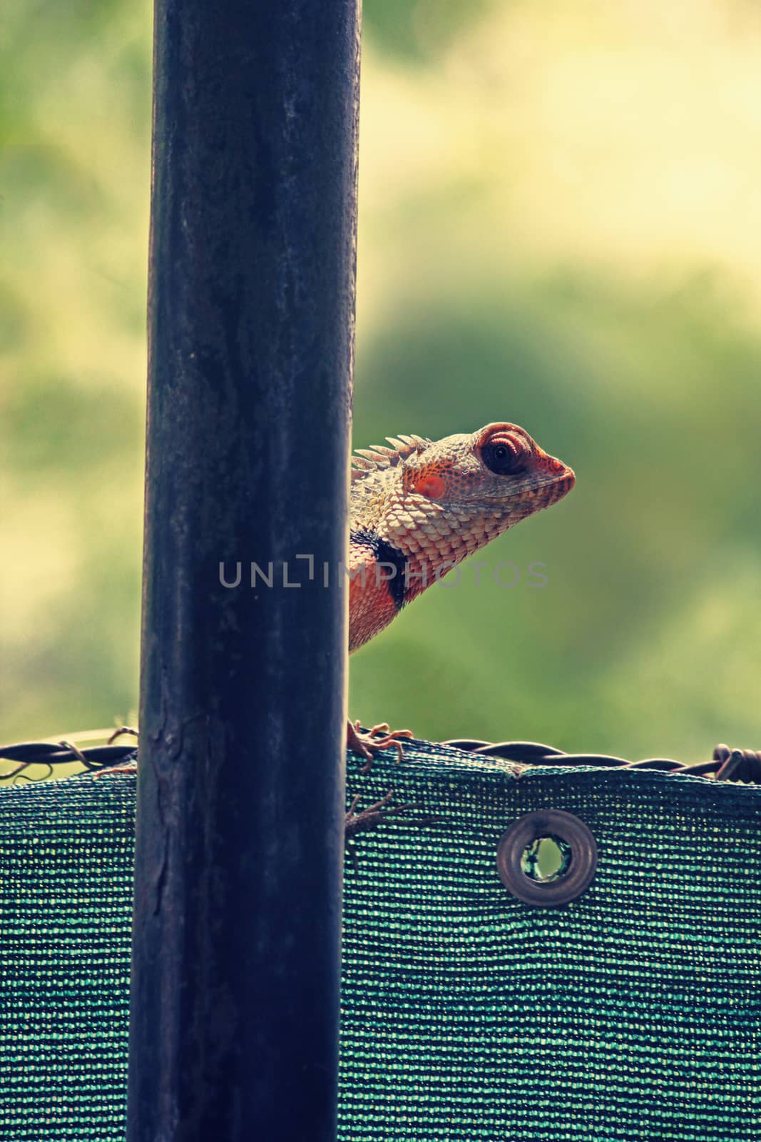 Indian Garden Lizard (Calotes versicolor) by yands