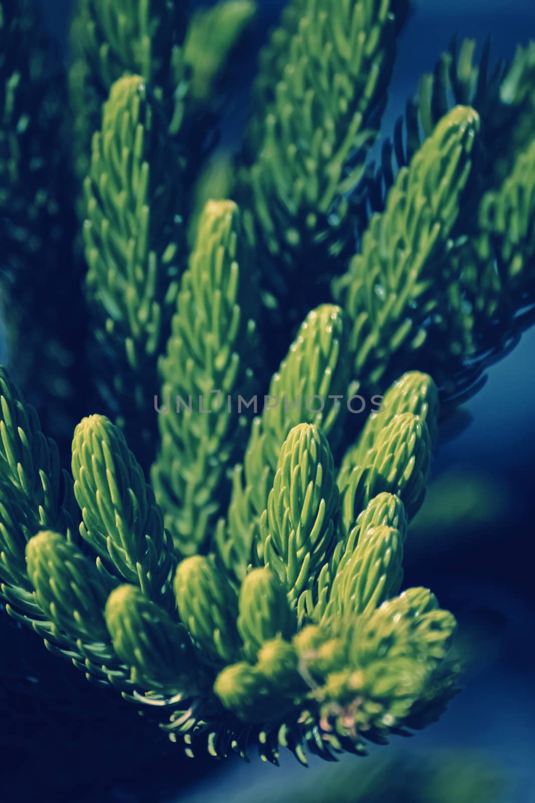 Norfolk Island pine, branch detail