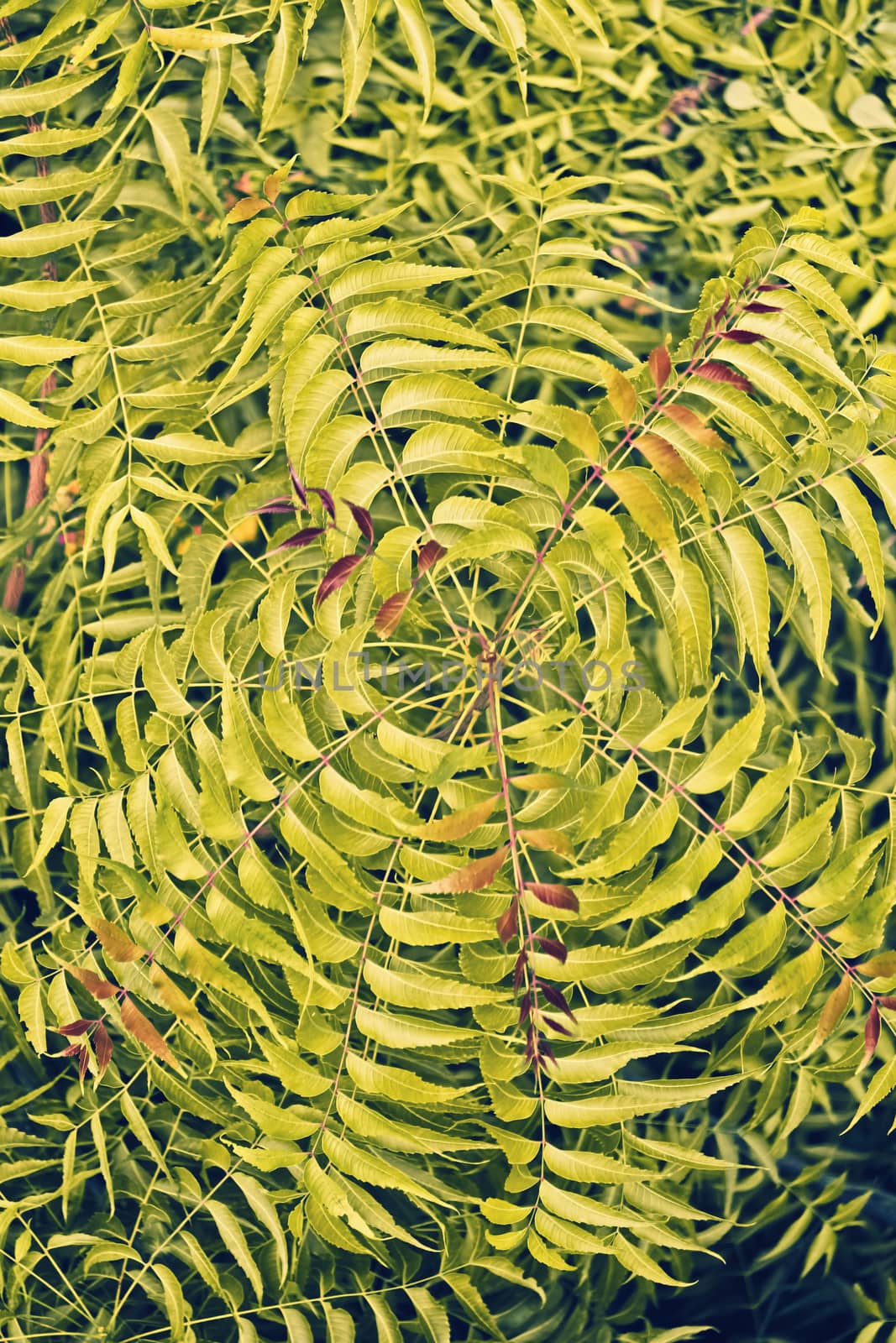 Medicinal Neem leaves-Azadirachta indica