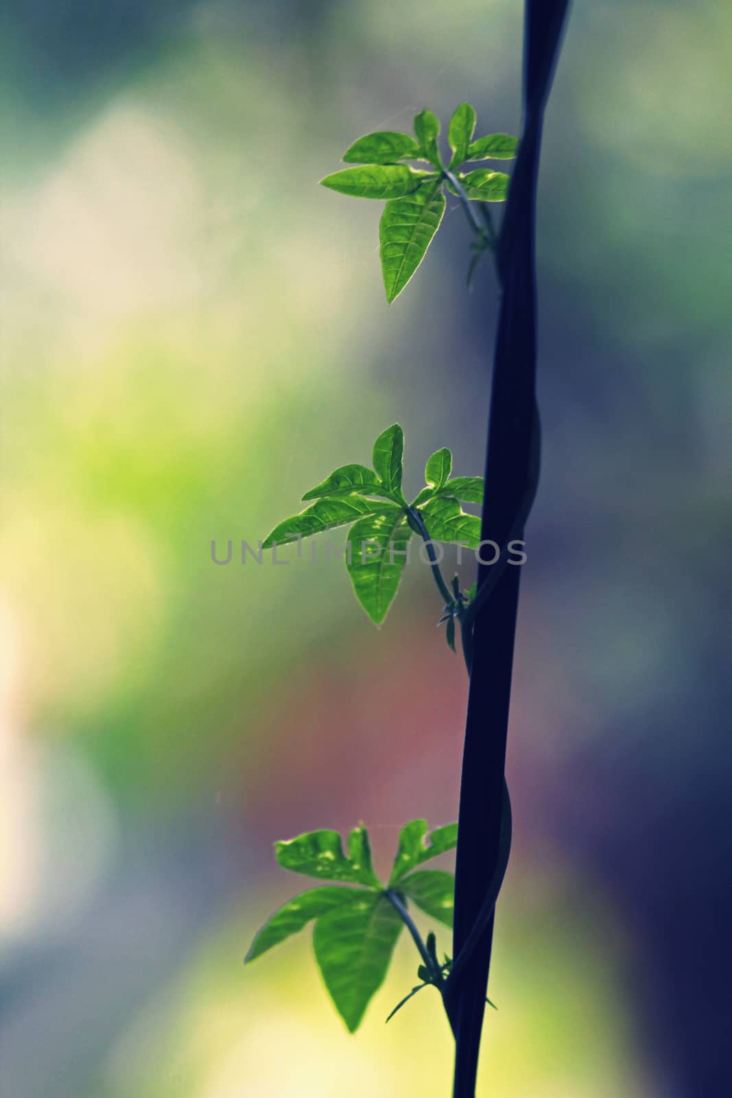 Ipomoea cairica (I. palmata) by yands