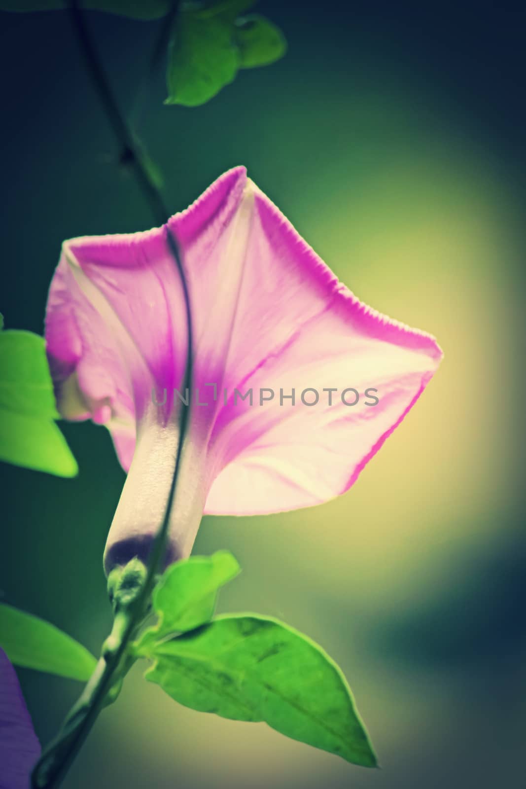 Flower of Ipomoea cairica (I. palmata) by yands