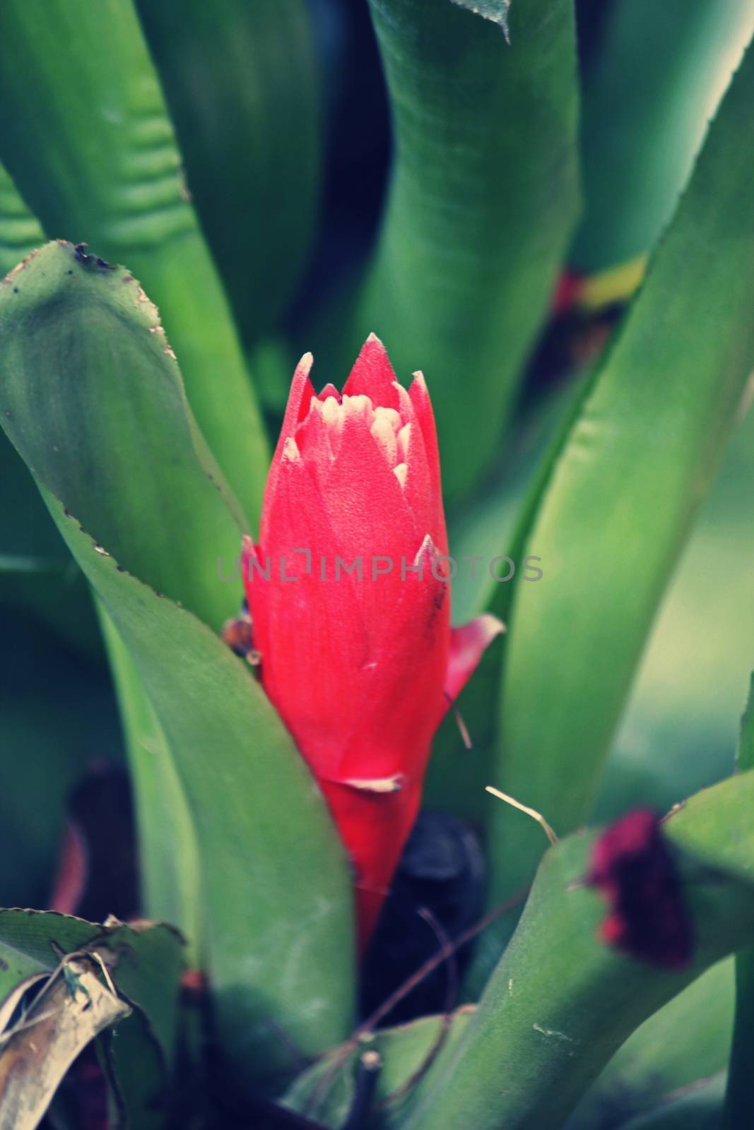 Foolproof Plant, Flaming Torch, Summer Torch, Billbergia pyramid by yands
