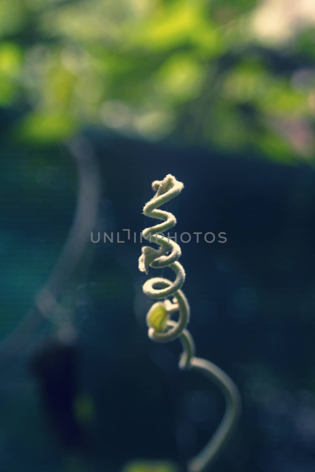 tendril of Stephania japonica