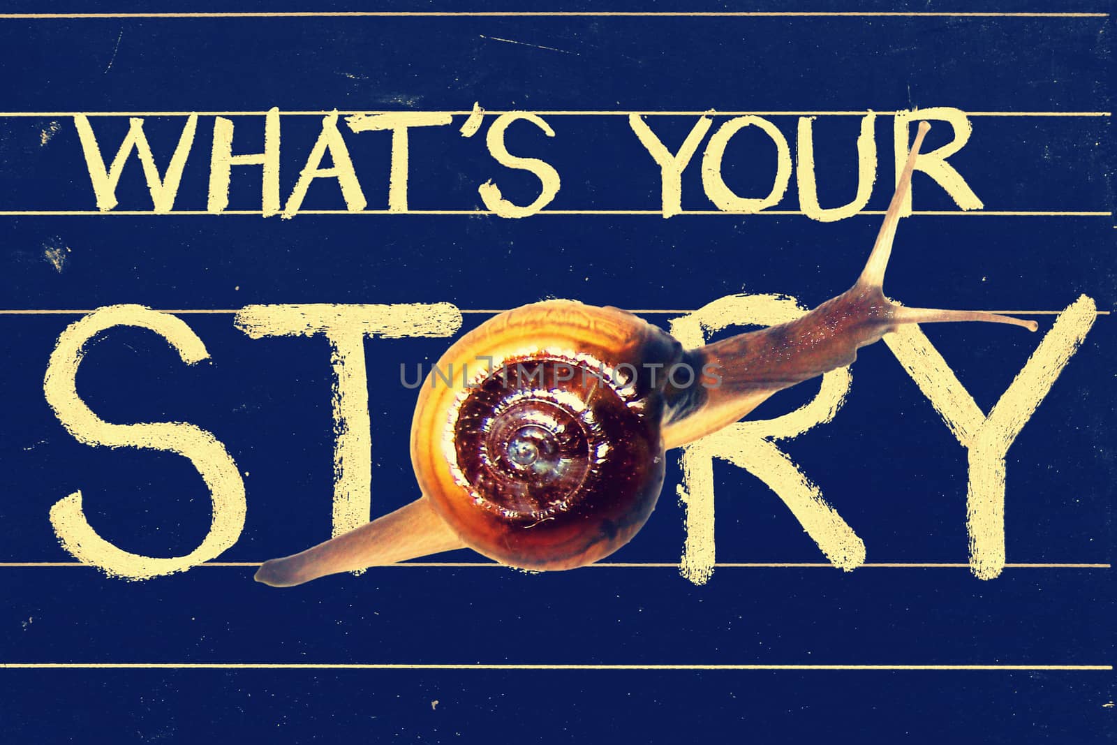 Snail on blackboard written what���s your story question by yands