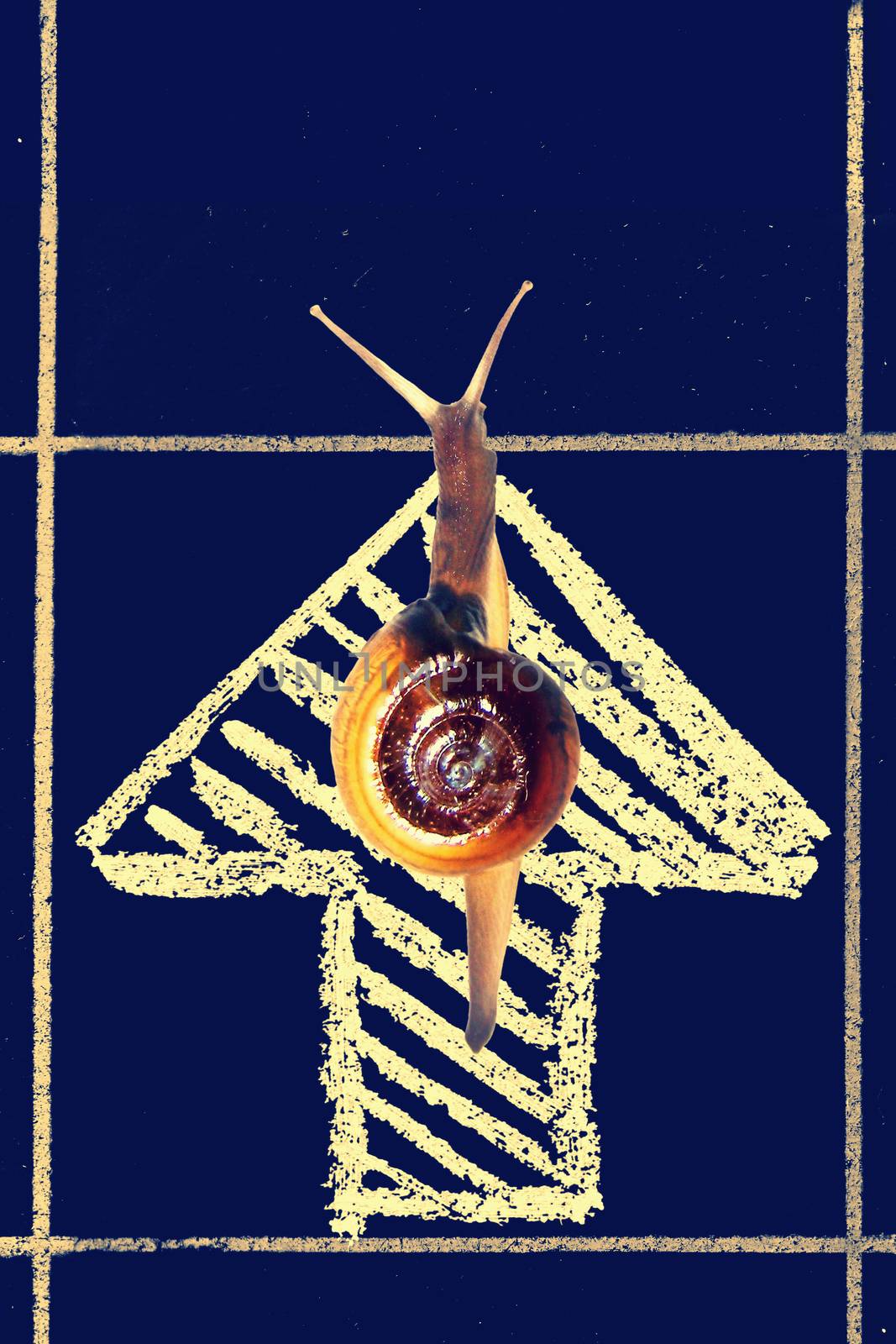 Snail Going towards the goal